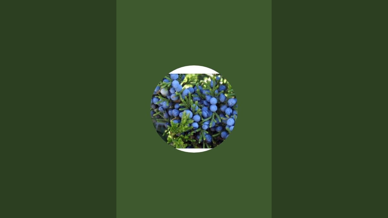 Zimbro do Himalaia Tarot está ao vivo!PERGUNTE AO TAROT GRATUITAMENTE! NAMASTÉ!🙏