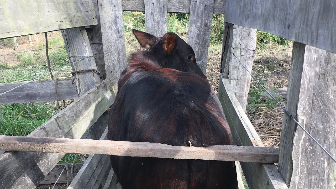 LIDA COM O GADO E CASTRAÇÃO