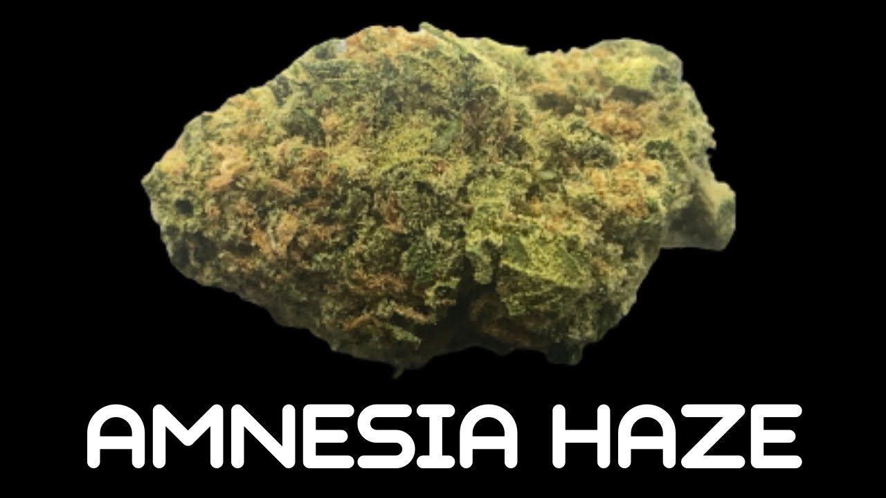 Amnesia Haze Strain Review