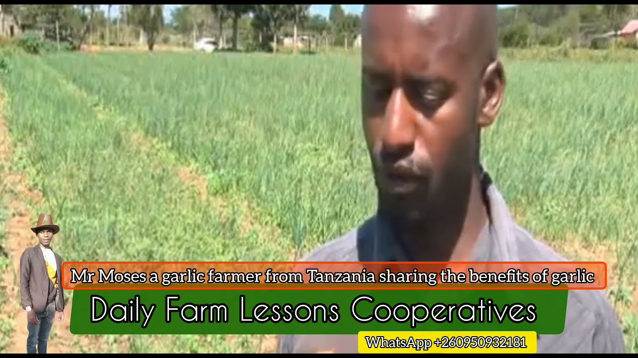 Mr Moses a garlic farmer from Tanzania sharing the benefits of garlic 