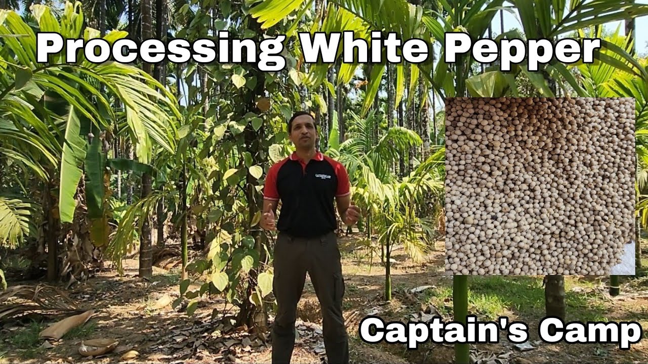 Processing White Pepper @captainscampsirsi