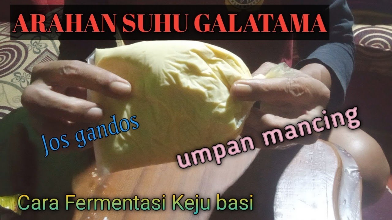 🇮🇩 FERMENTASI ‼️UMPAN JITU MANCING GT.LELE ‼️MEDIA KEJU BASI‼️