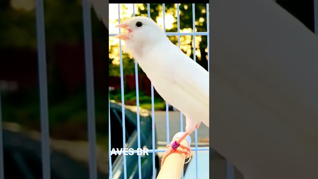 Canário belga branco cantando muito 