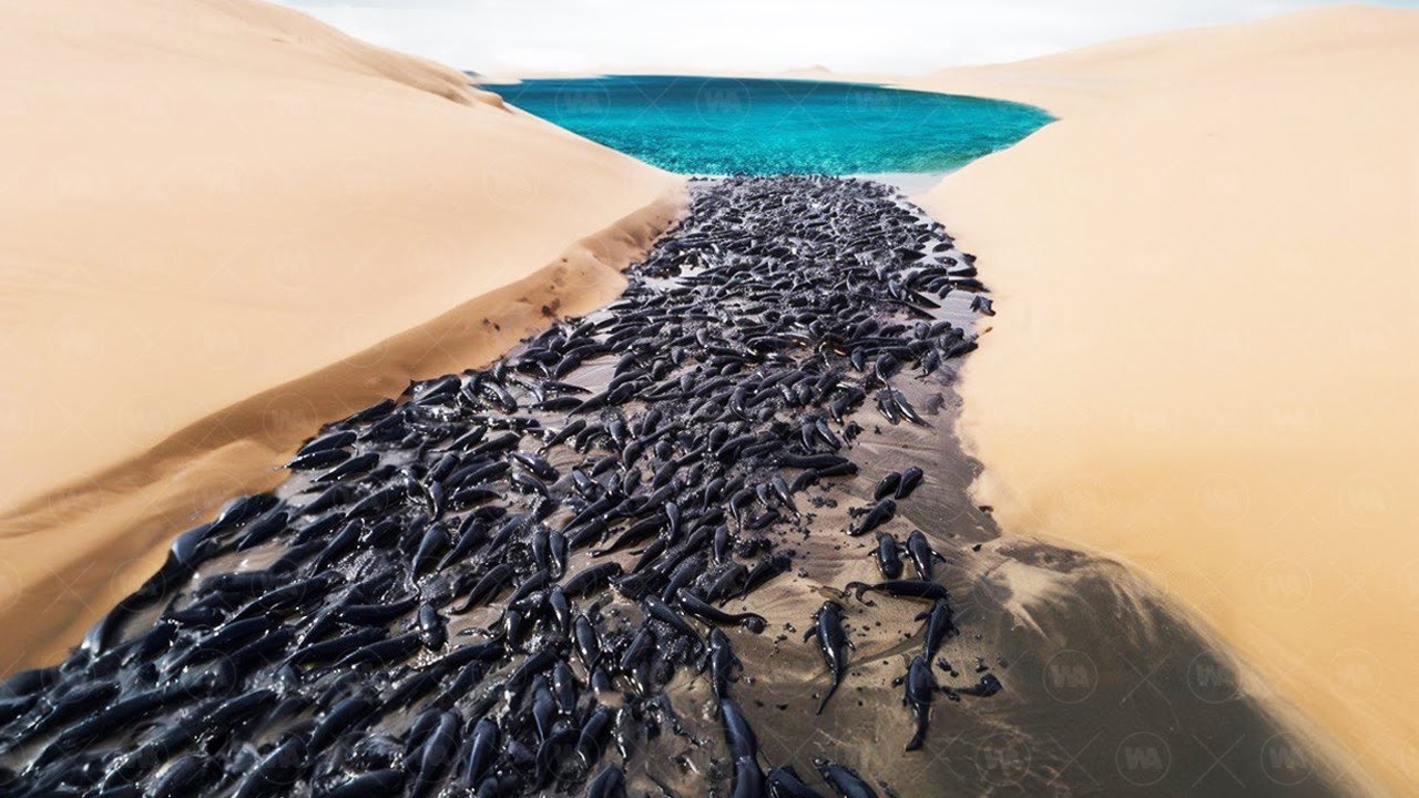 N'Essayez Pas De Sauver Des Poissons Dans Le Désert !
