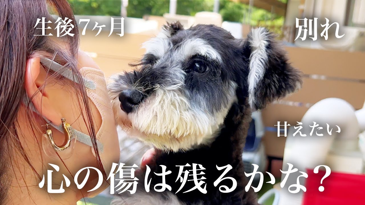 🐶👩🏻‍🦰生後７ヶ月の子犬を【飼い主が手放した理由】〜ミニチュアシュナウザーの保護犬を我が家にお迎えした日〜