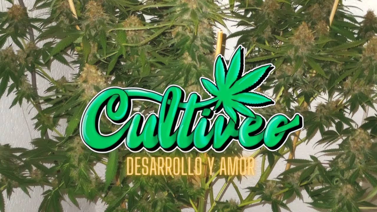 CULTIVEO DESARROLLO Y AMOR