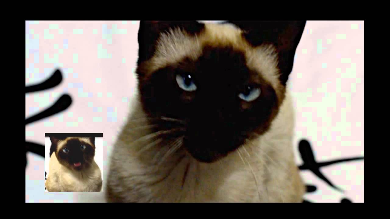Cat singing the Game of Thrones / House of the Dragon opening theme [ORIGINAL UPLOAD]