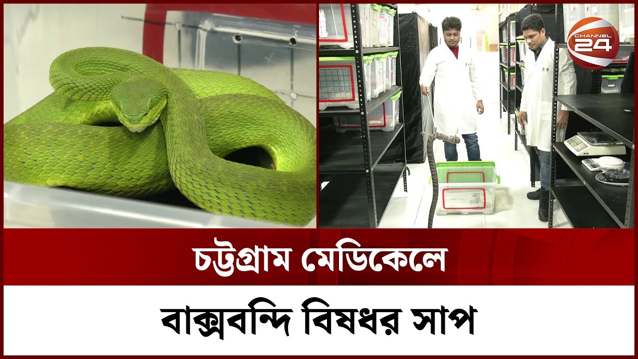 চট্টগ্রাম মেডিকেলে বাক্সবন্দি বিষধর সাপ, কিন্তু কেন? || Venom || Venom Research || Channel 24