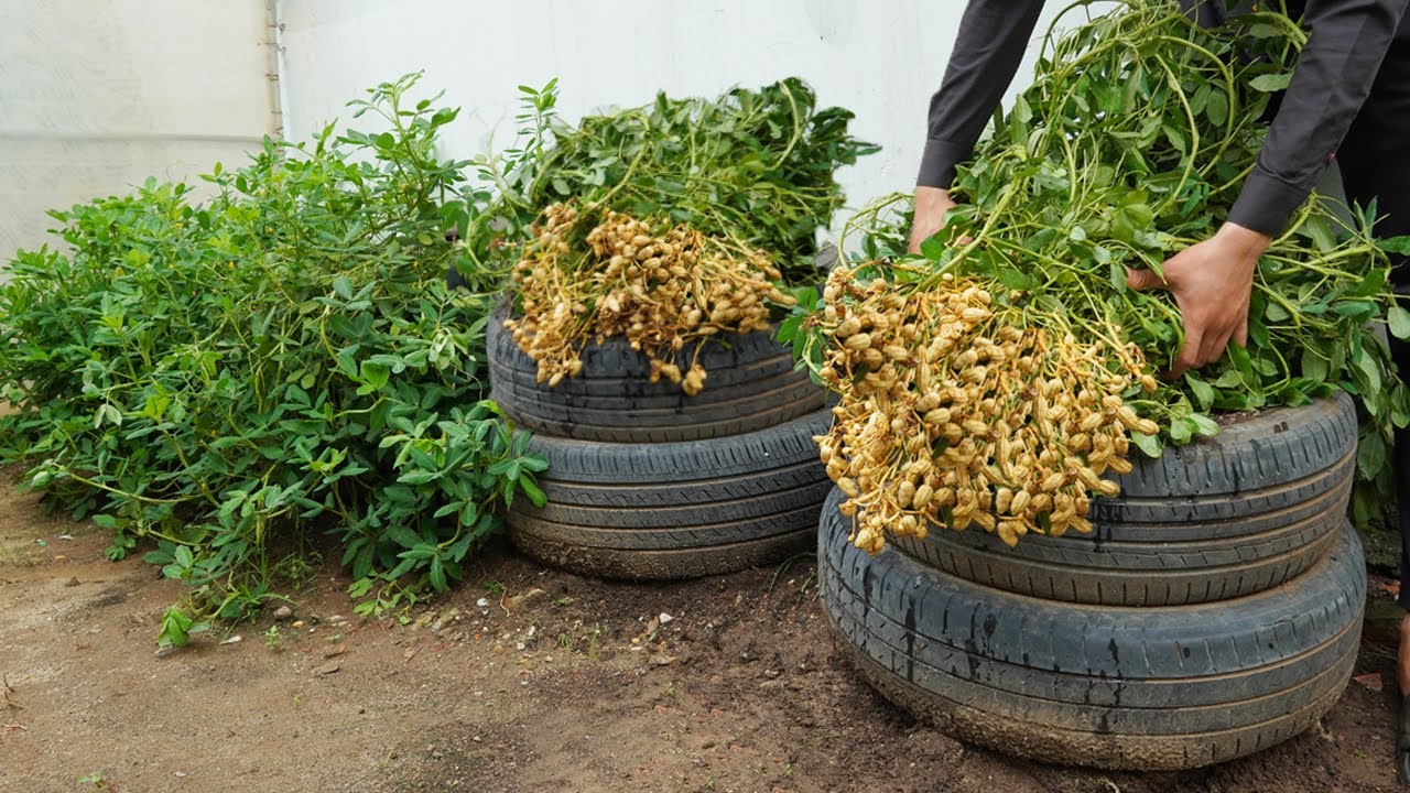 [Home Gardening] New method, taking advantage of old tires to grow peanuts at home