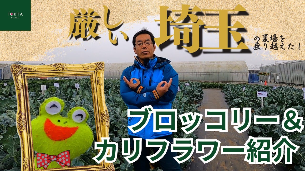 【品種改良】厳しい夏も乗り越えた！はなやさい類紹介【直売所】
