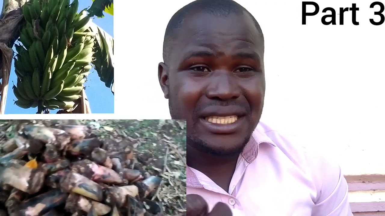 Okulima ebitooke banana farming in Uganda part 3