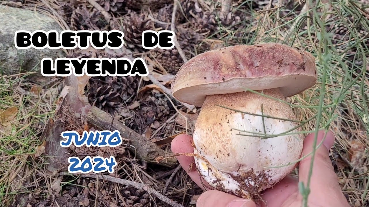 BELLISIMOS EJEMPLARES DE BOLETUS PINOPHILUS EN JUNIO DE 2024 🍄