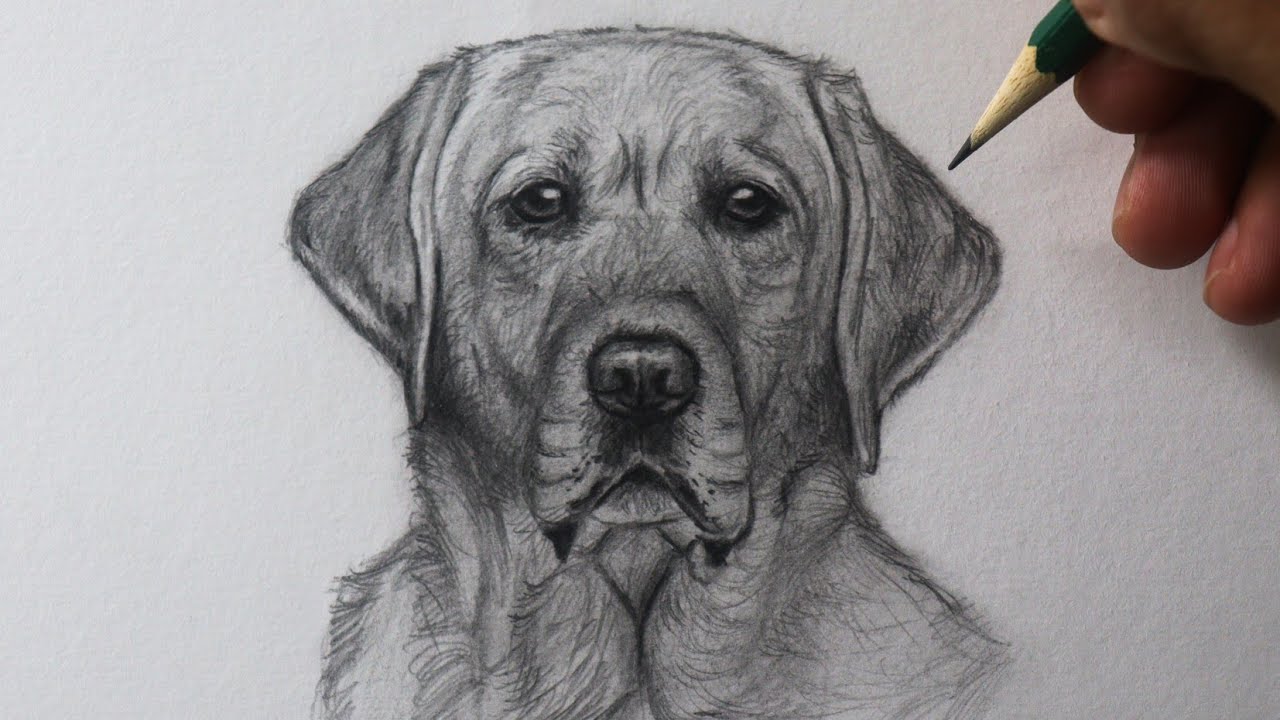 Como desenhar um cachorro Labrador Retriever fácil NARRADO