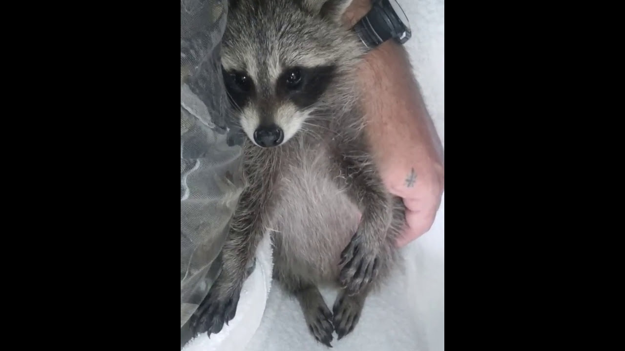 Raccoon with distemper.. I need help please.