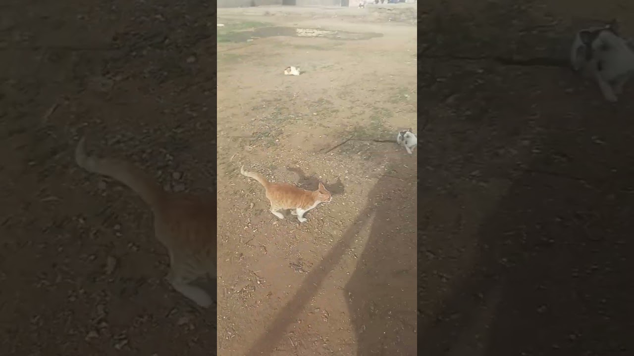 روتيني اليومي مع القطط والكلاب