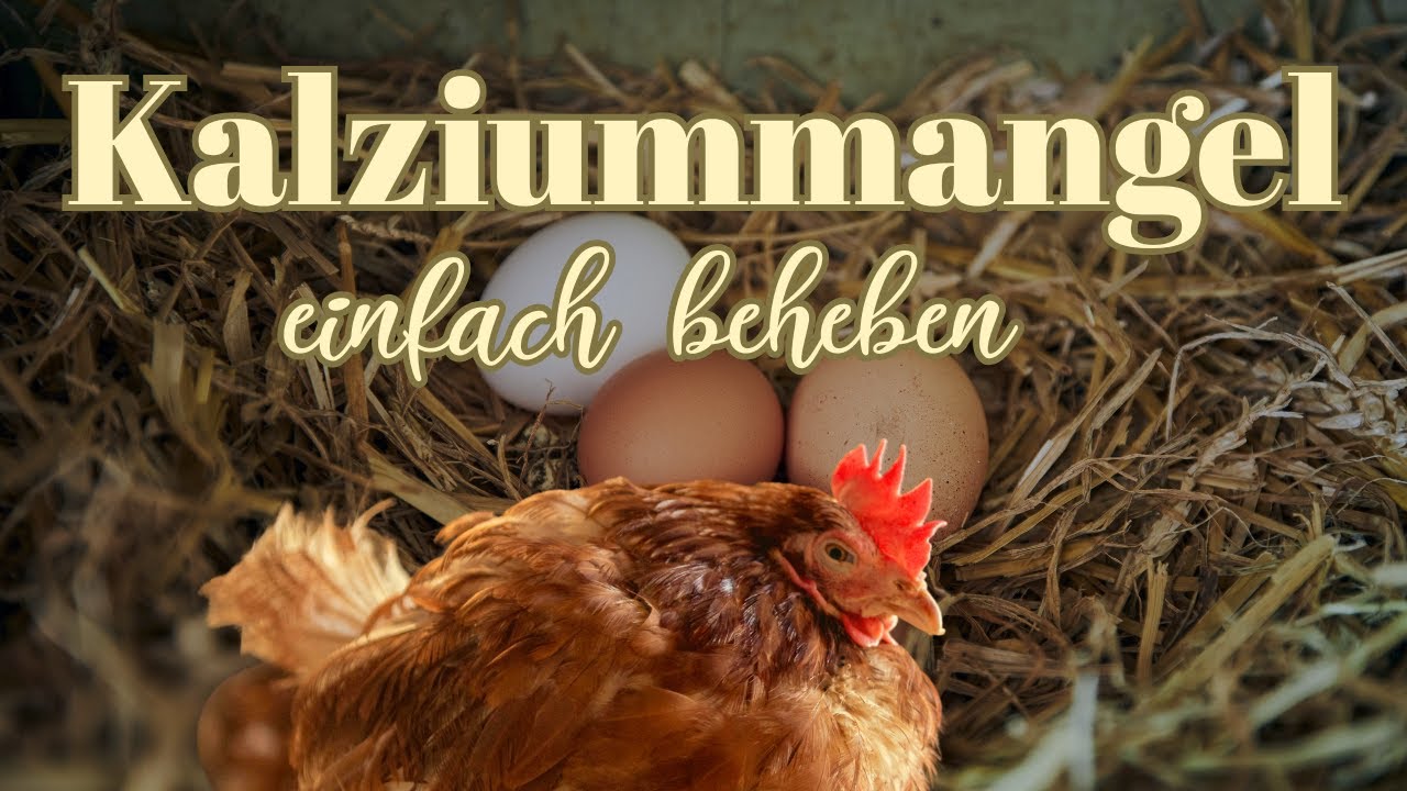 Brüchige, weiche Eier? So bringst du deine Henne wieder in Schwung 🥚🐔🍀