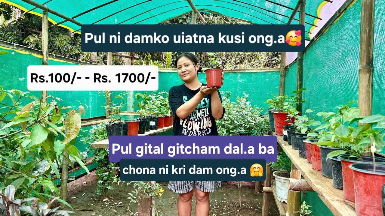 Pul ni damko uiatna kusi ong.a | Bougainvillea Nursery 