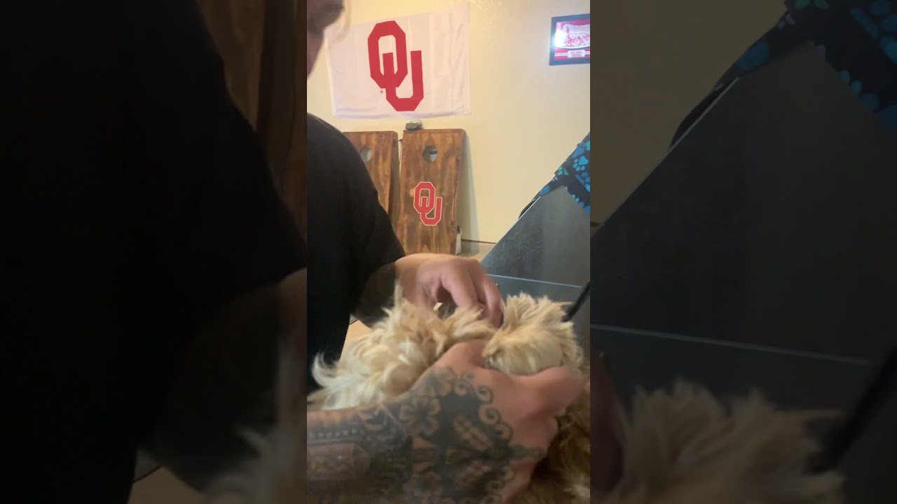 NASTY Ear cleaning! Dog ear hair plucking on golden doodle. The WORST I’ve seen in a long time ‼️