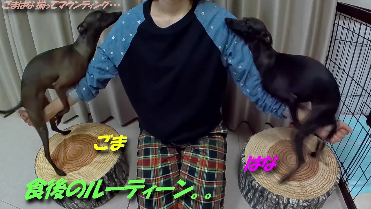 【イタグレ】ごま＆はな 両腕で仲良く!?食後の運動♪♪