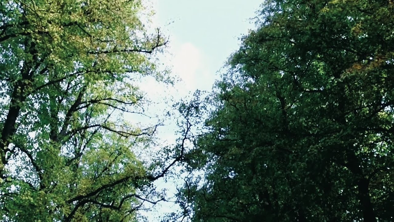 Victoria Park Glasgow | Documentary | 2020
