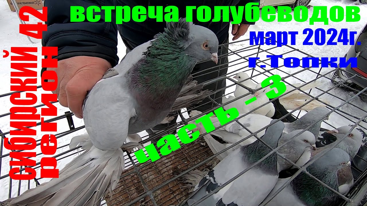 ГОЛУБИ.ВСТРЕЧА ГОЛУБЕВОДОВ март 2024г.(часть-3)