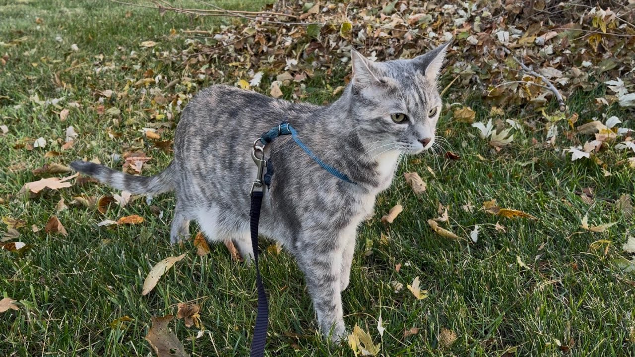 Koala walks on a pretty November Friday morning :) 