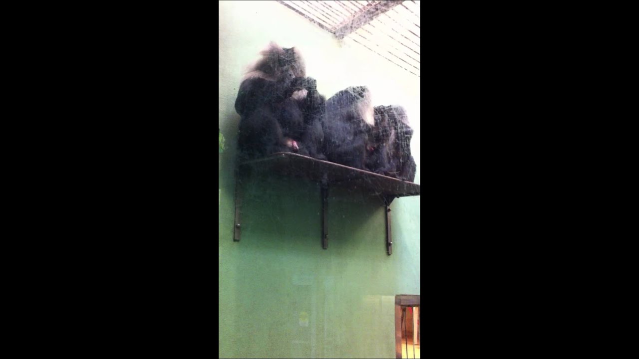 DIRTY DIRTY MONKEY