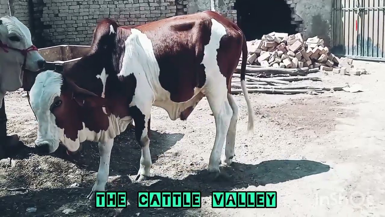 cholistani ablak cow|cholistani bachra#Thecattlevalley