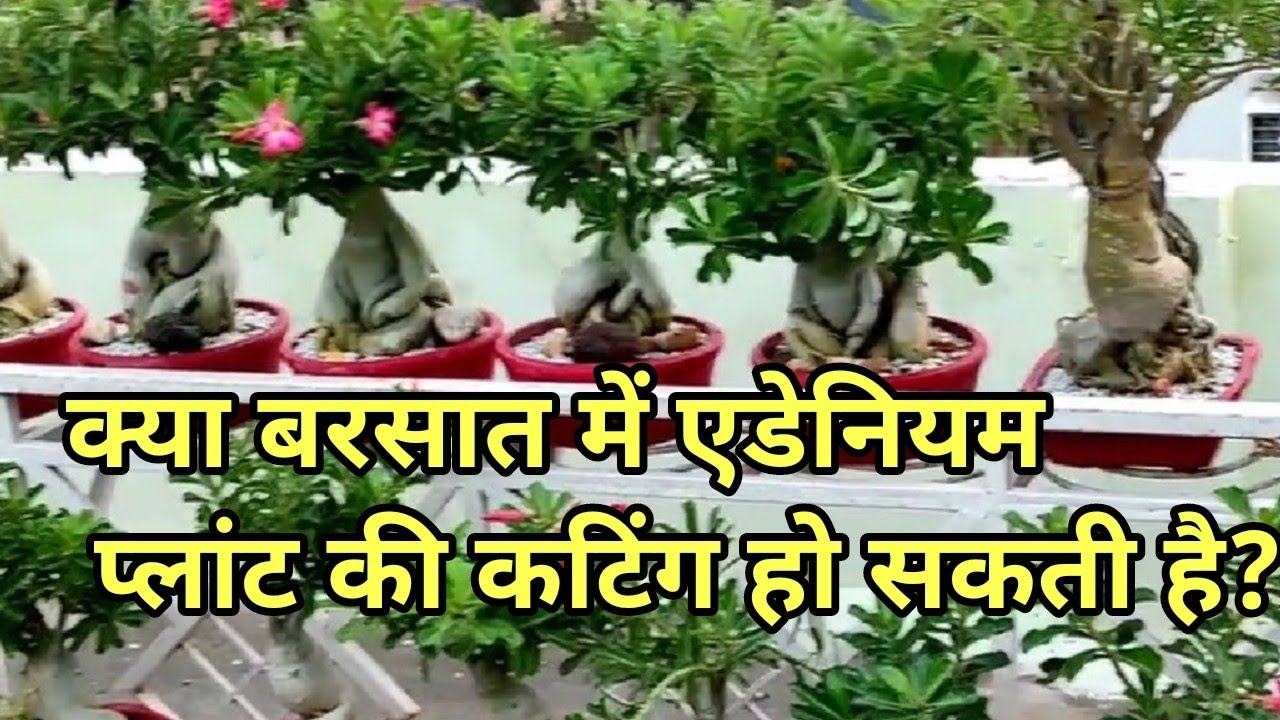 क्या बरसात में अडेनियम की कटिंग की जा सकती है? how and when we prun  adenium pruning