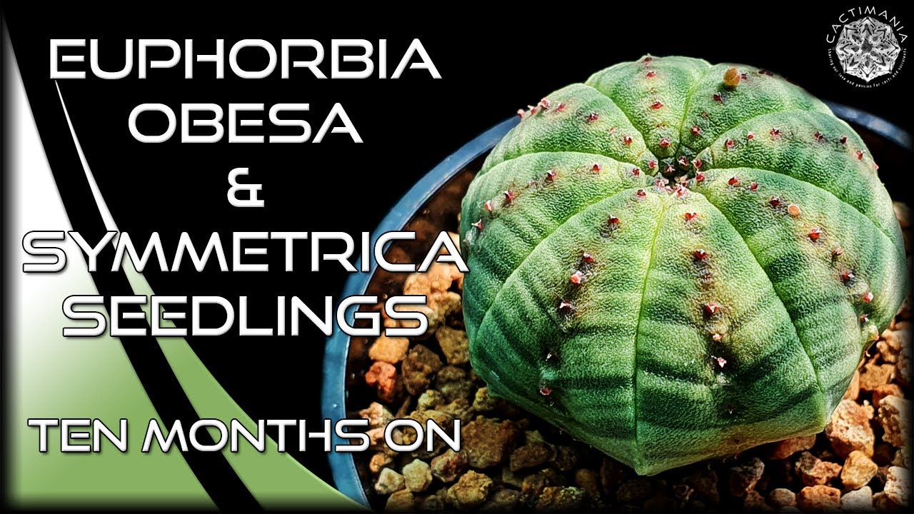 Euphorbia Seedling Update | Obesa & Symmetrica | #Cactus & #Succulent Collection