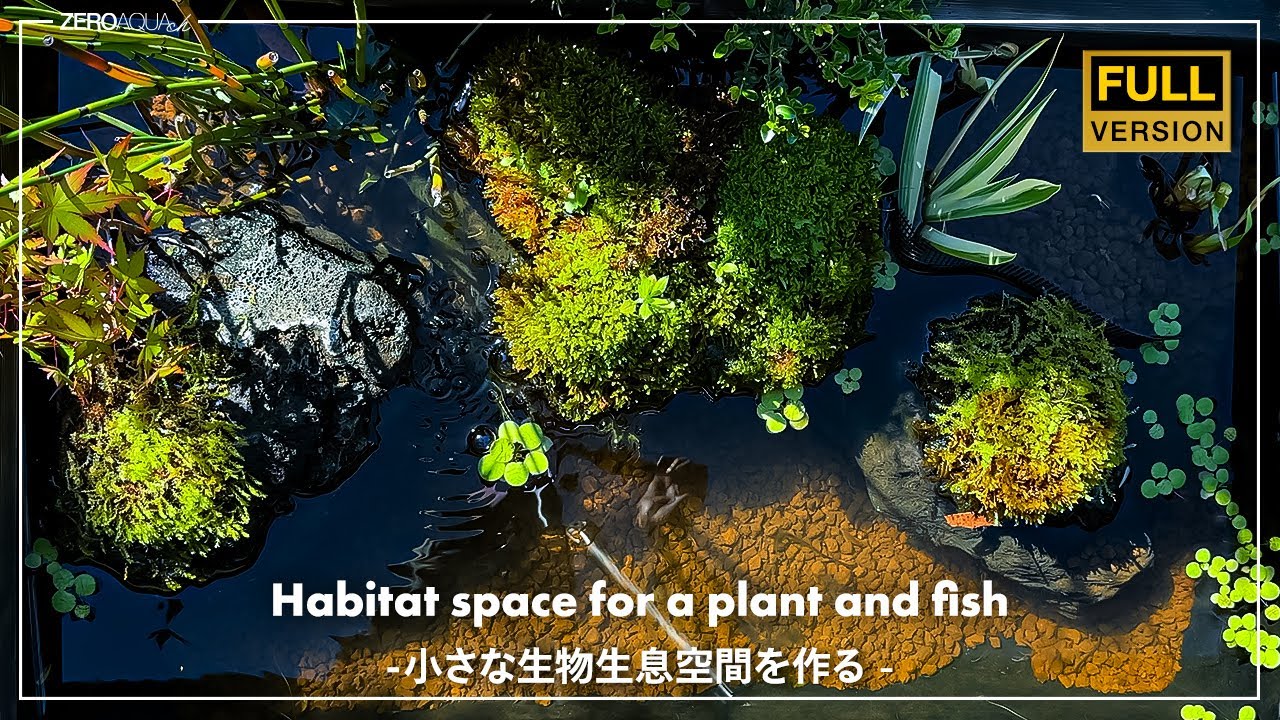 1年経過したビオトープを金魚がいる空間へリニューアル｜biotope｜Goldfish｜vlog