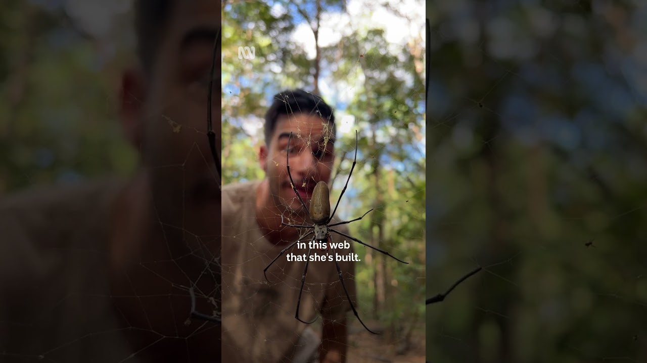 Spiders so clever they trap birds 😱 #Australia #Spiders #NorthernTerritory #Shorts