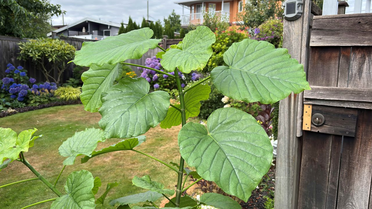 2025 Update, Umbrella Tree Fig - December 27