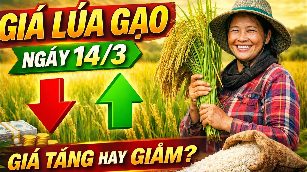 Giá Lúa Gạo 14/3/2026: Lúa Neo Giá Cao Nhưng Giao Dịch Chậm – Thị Trường Đang Chờ Điều Gì?
