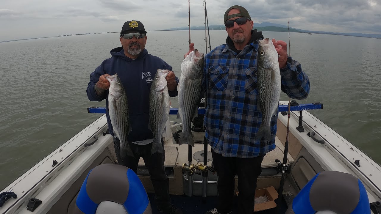 Grizzly bay ca  2 sturgeon and 2 limit of stripers # and a friendly sea lion 2/14/26