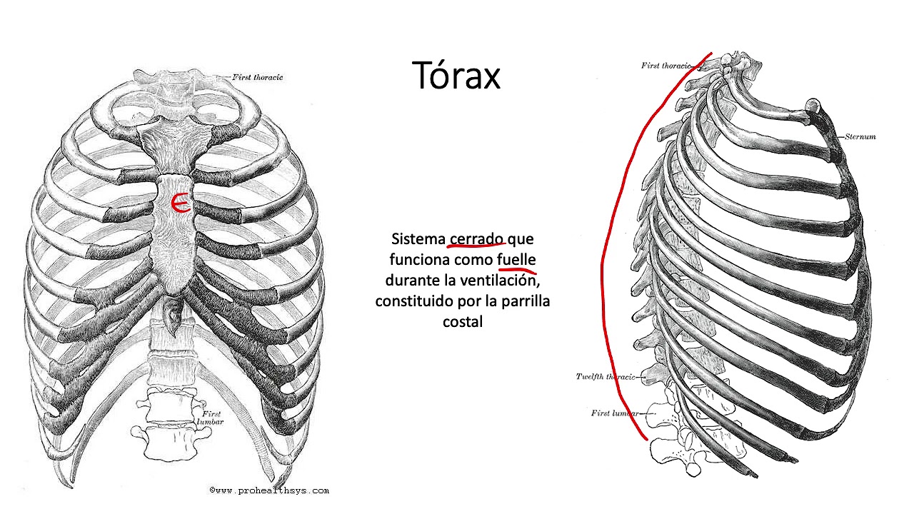 Biomecánica y Función de la columna Torácica