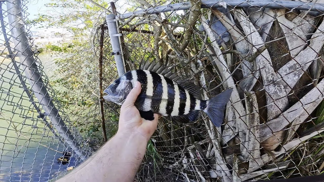 Every Crab I Had Got Crushed (Sheepshead Sight Fishing)