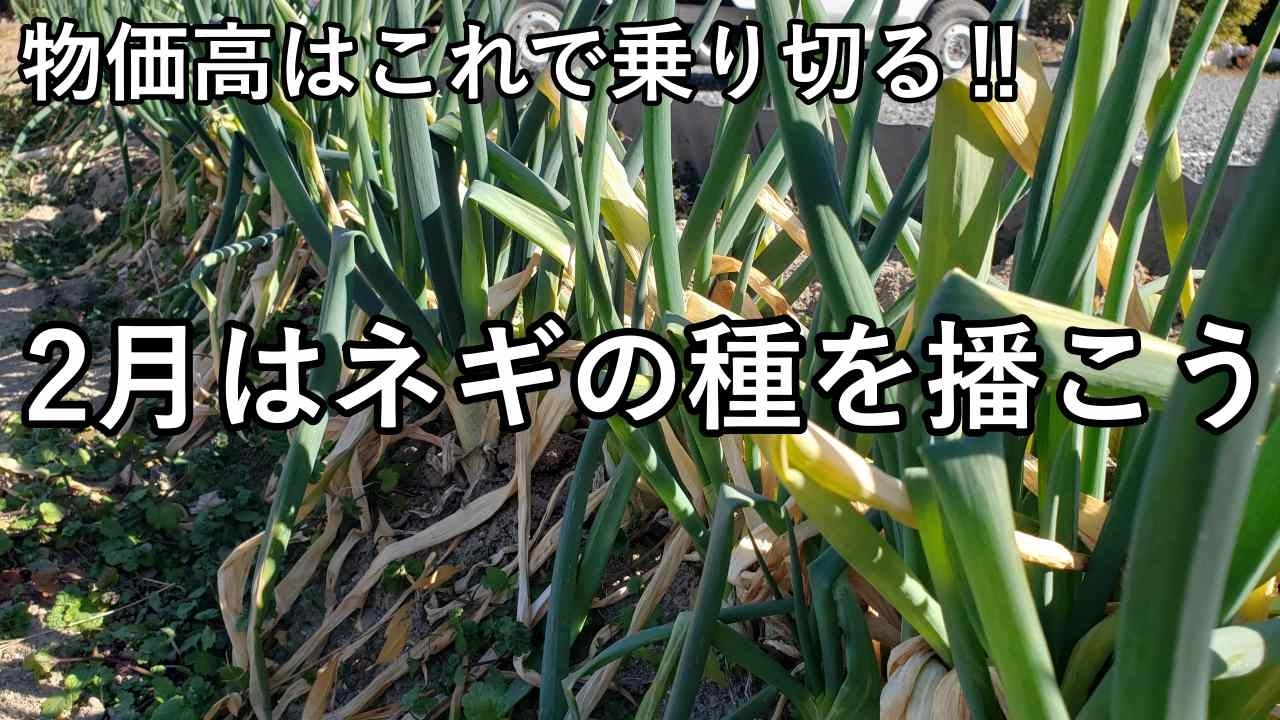 もうネギは買わない！2月は長ネギの種を播こう