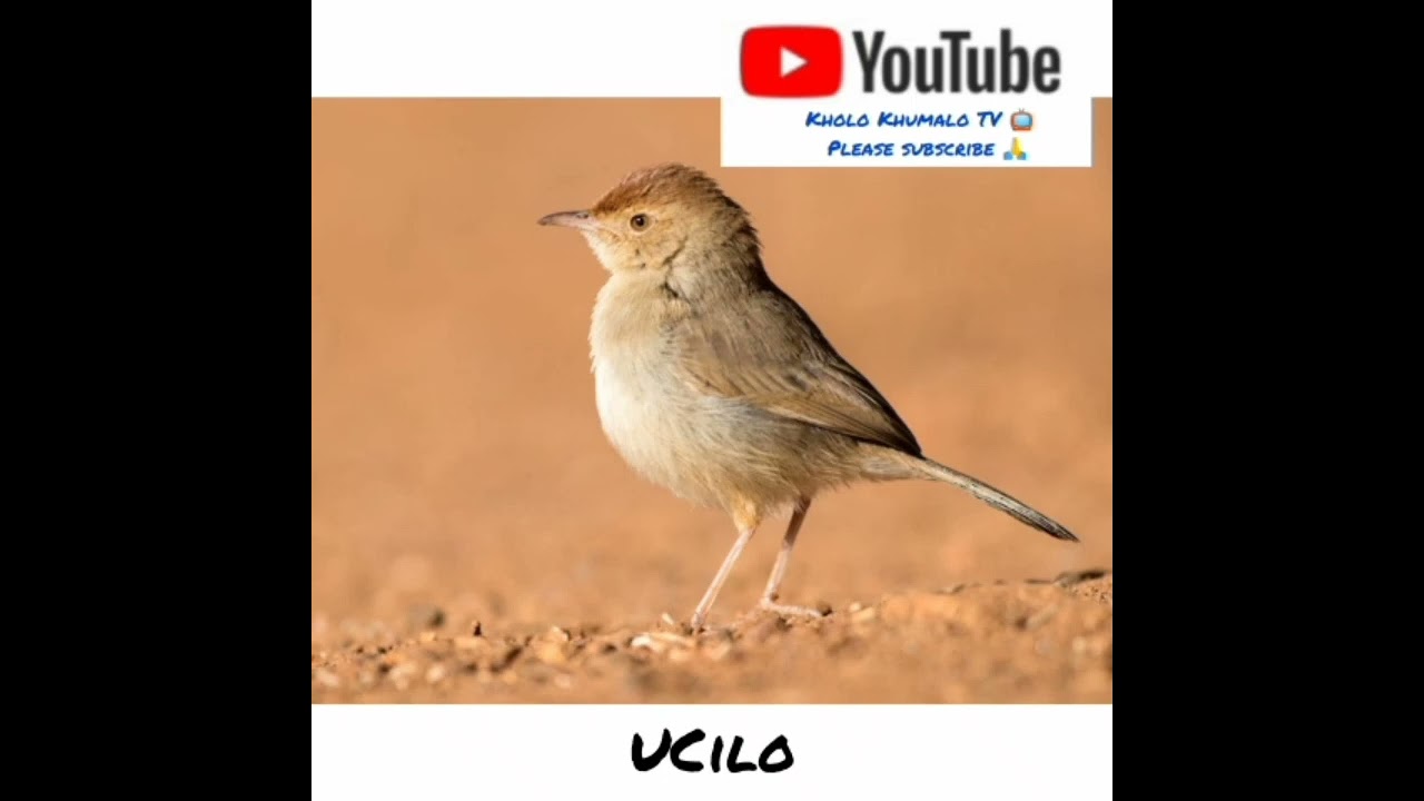 UCilo. By Kholo Khumalo TV 📺