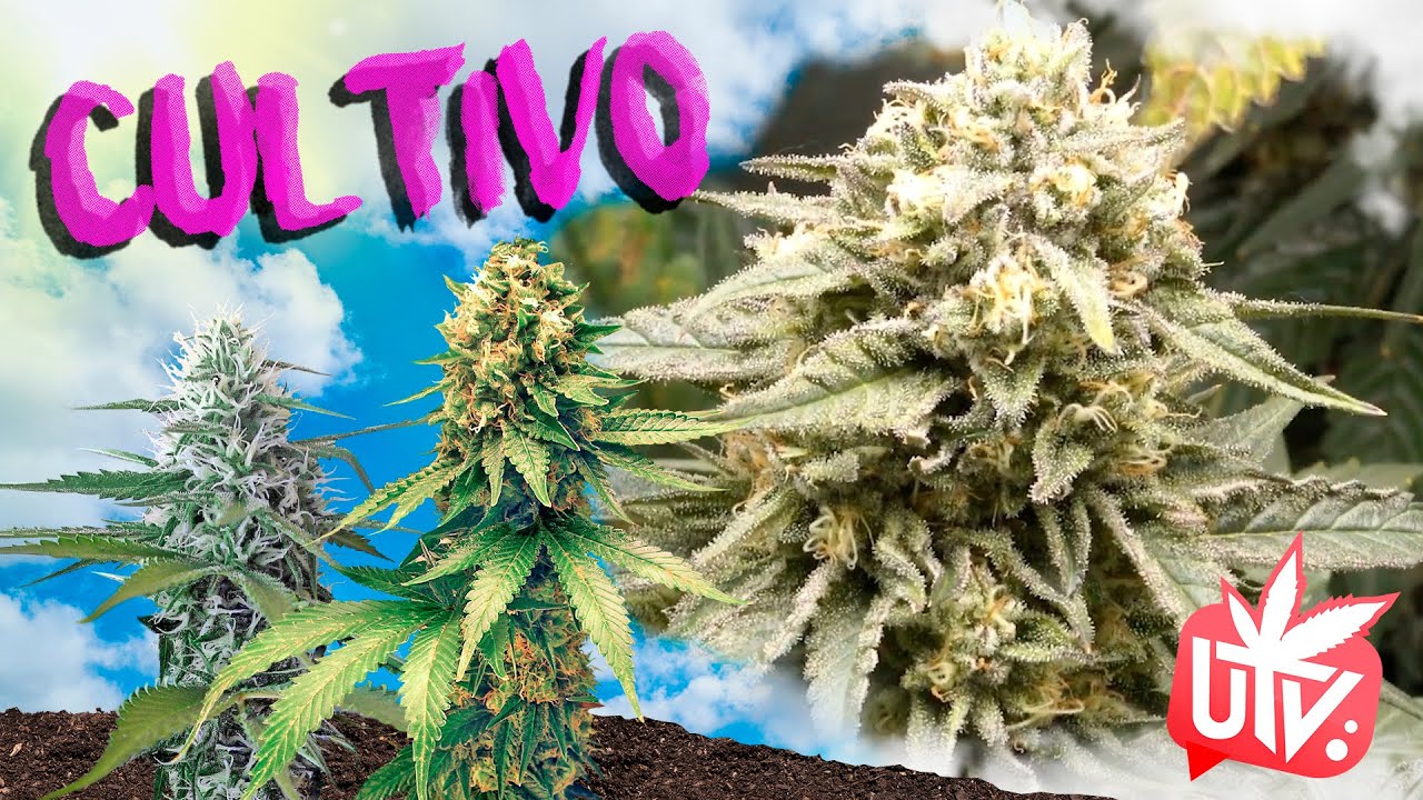 CONSEJOS para la fase de FLORACI&Oacute;N del C4NN4BIS 🌼