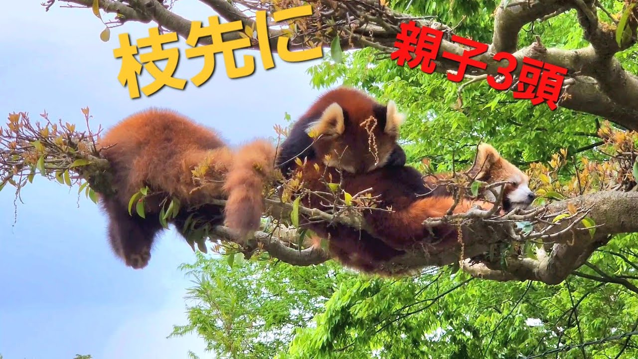 【不安定な昼空の下　木の上で過ごす西山動物園レッサーパンダ達】～Nishiyama Zoo Red Pandas～