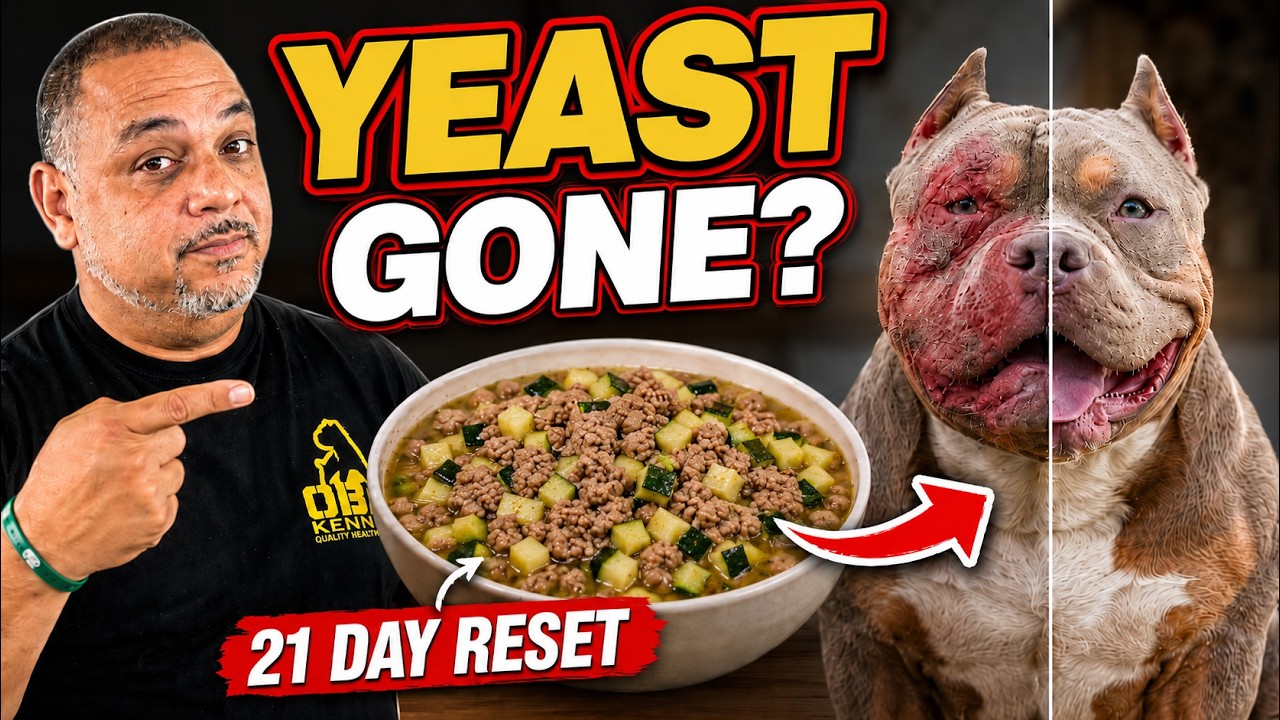 Home Made Yeast Killing Dog Food Recipe (Home Remedy)