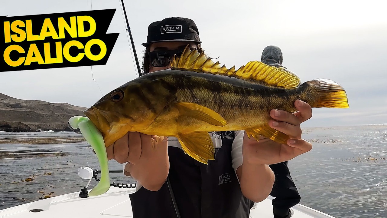 the big CALICO BASS live here | SAN CLEMENTE ISLAND
