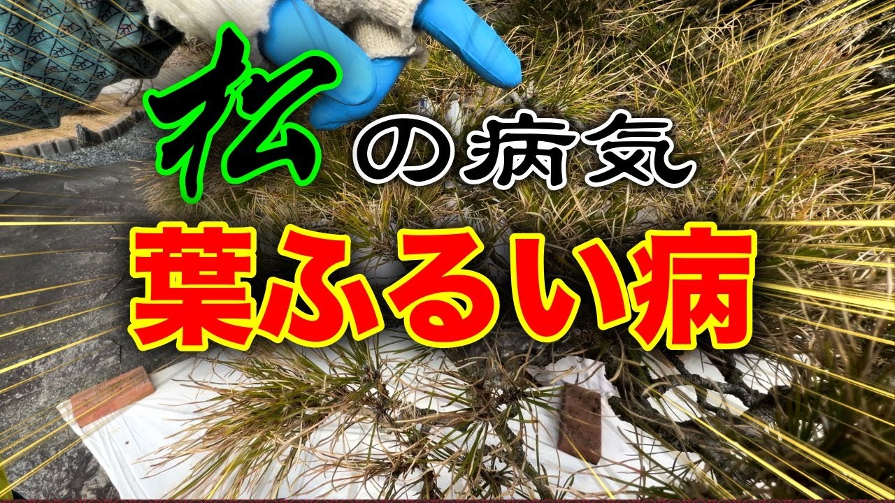 【黒松】今年の松は病気にかかってしまい、困り果ててます！！