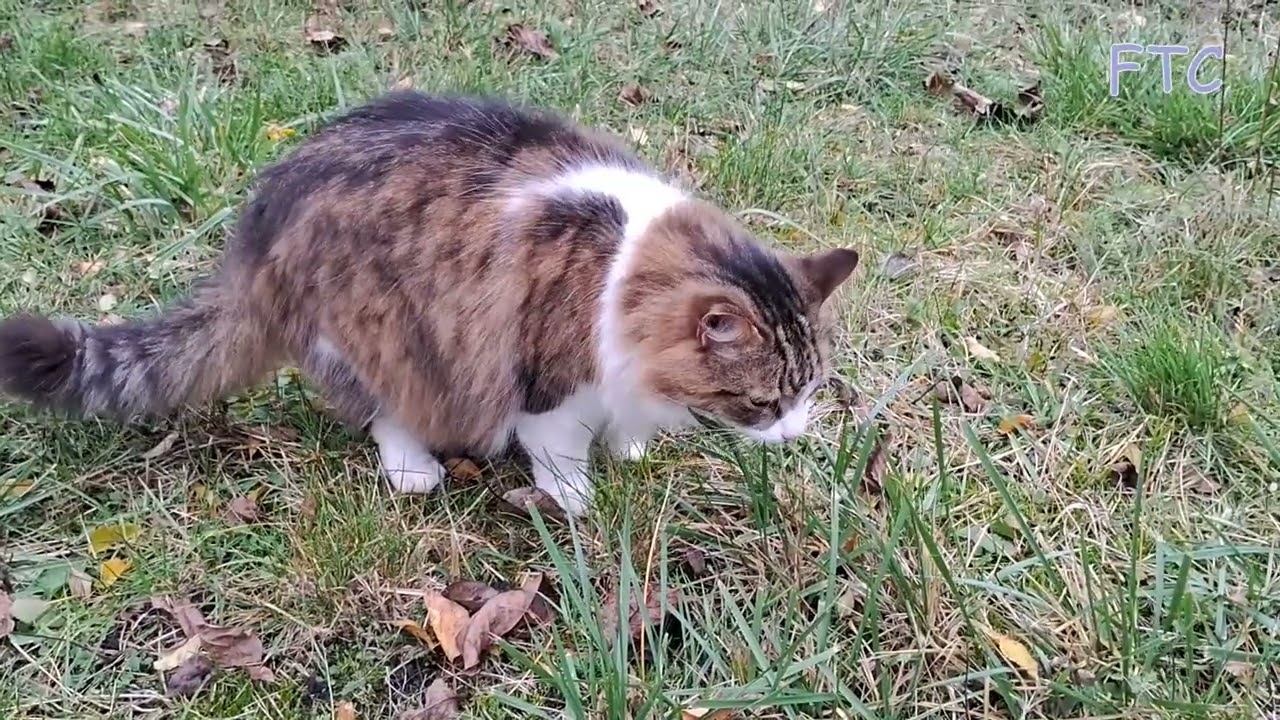 Cats in November garden part 2