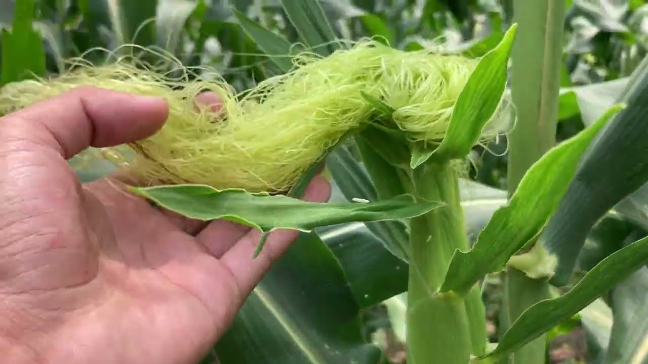 HƯỚNG DẪN KỸ THUẬT TRỒNG BẮP NGÔ NGỌT | GIAI ĐOẠN 50-55 NGÀY