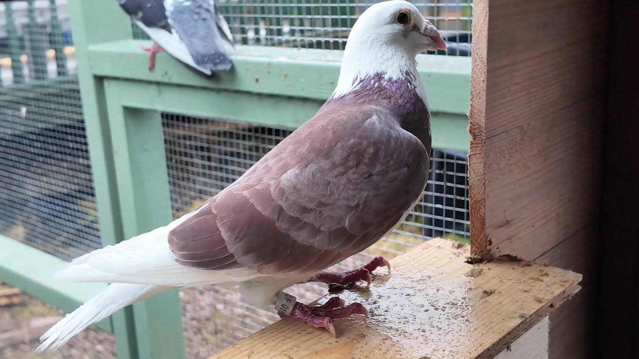 A little tour with the Racing pigeons 