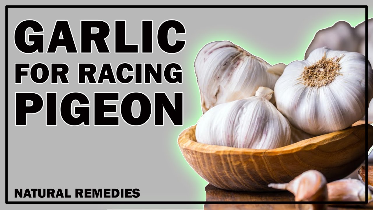 GARLIC FOR RACING PIGEON.MH