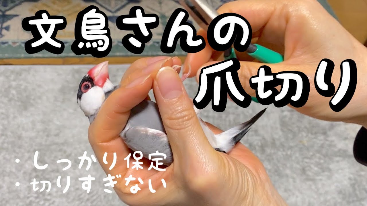 文鳥さんの爪切り　しっかり保定　切りすぎない
