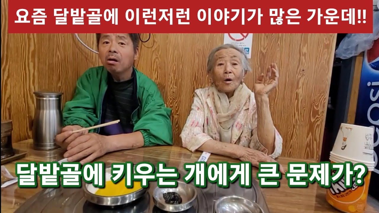 달밭골 득구씨와 어머님께서 오랜 만에 읍내나와 짜장면 드시면서 갑 자기 달밭골 개 이야기를 하는데 들어보니~헐